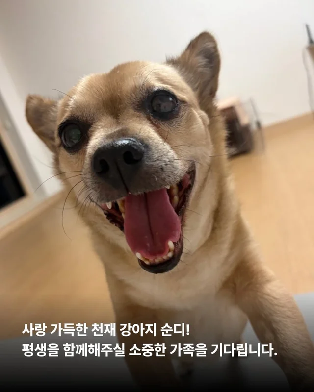 사랑 가득한 순디의 임보생활 현장 사진