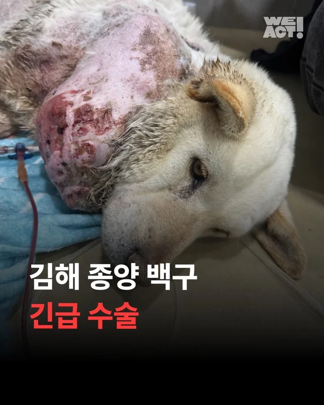김해 종양방치백구 긴급수술 현장 사진