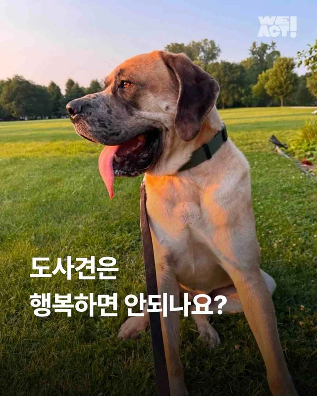 도사견은 행복하면 안 되나요? 현장 사진