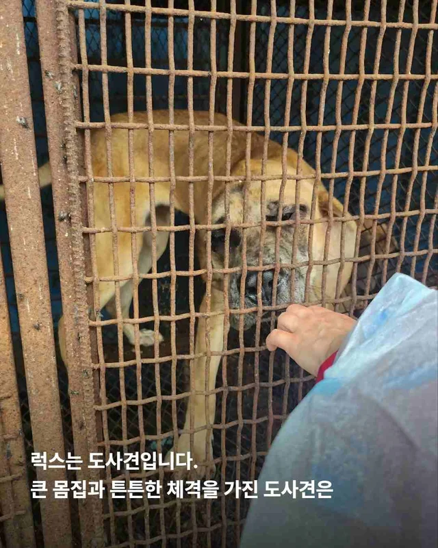 도사견은 행복하면 안 되나요? 현장 사진