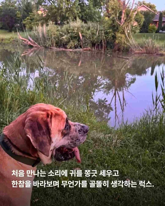 도사견은 행복하면 안 되나요? 현장 사진
