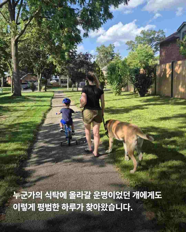 도사견은 행복하면 안 되나요? 현장 사진