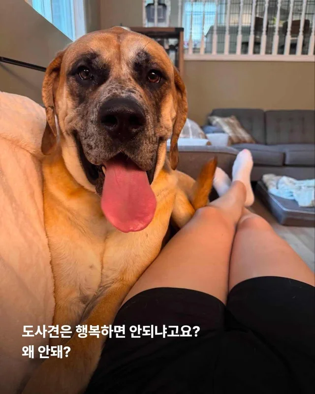 도사견은 행복하면 안 되나요? 현장 사진