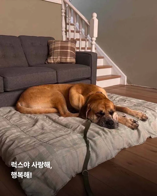 도사견은 행복하면 안 되나요? 현장 사진