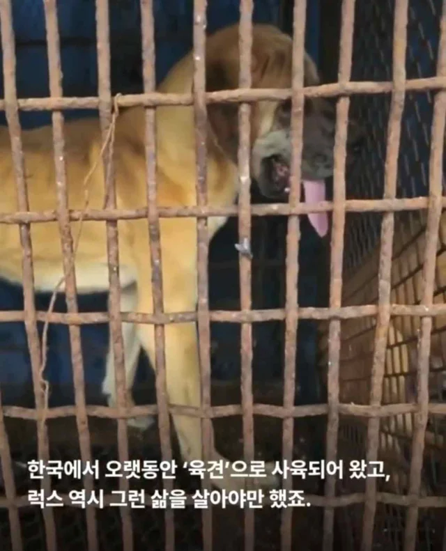 도사견은 행복하면 안 되나요? 현장 사진