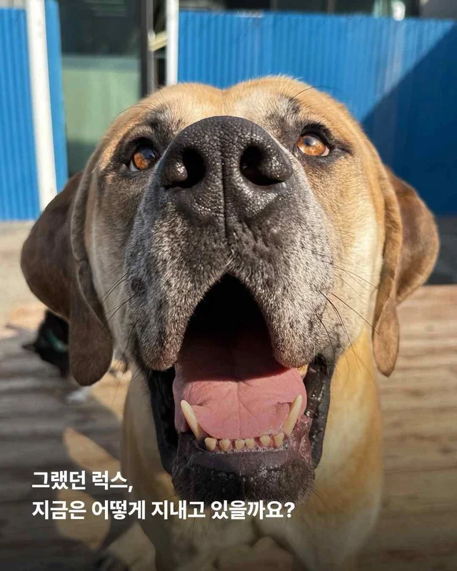 도사견은 행복하면 안 되나요? 현장 사진