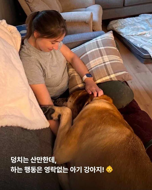 도사견은 행복하면 안 되나요? 현장 사진