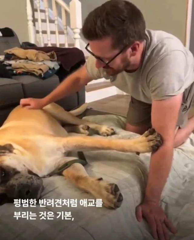 도사견은 행복하면 안 되나요? 현장 사진