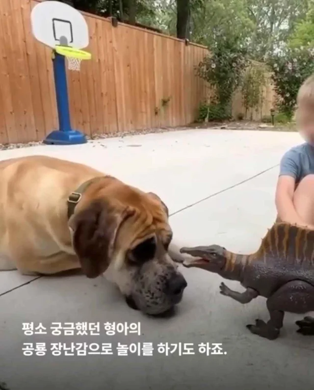 도사견은 행복하면 안 되나요? 현장 사진