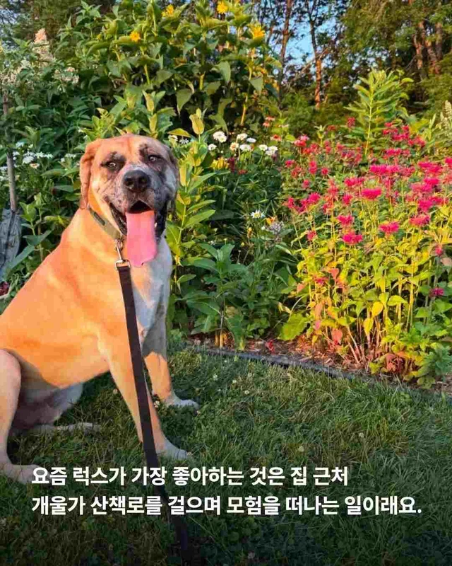 도사견은 행복하면 안 되나요? 현장 사진