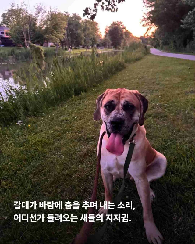 도사견은 행복하면 안 되나요? 현장 사진