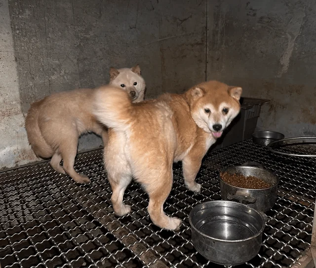 죽은개와사라진개들 현장 사진
