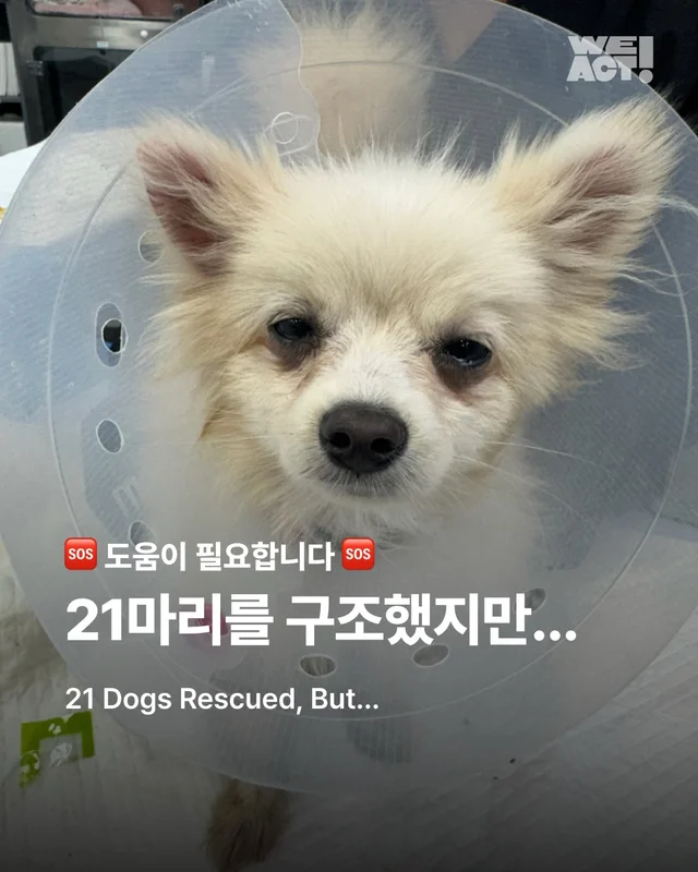 21마리를 구조했지만.. 현장 사진