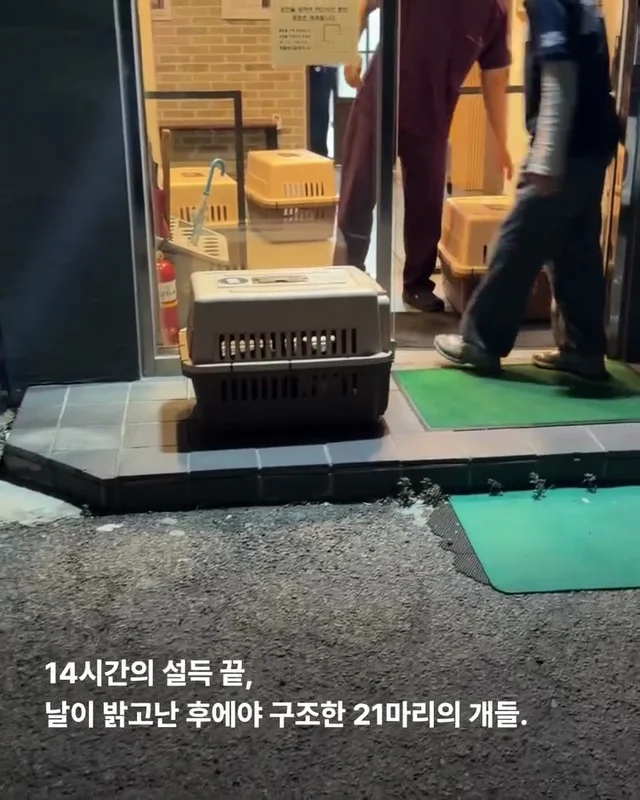 21마리를 구조했지만.. 현장 사진