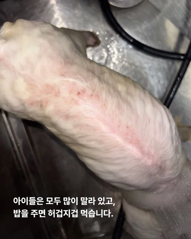 21마리를 구조했지만.. 현장 사진