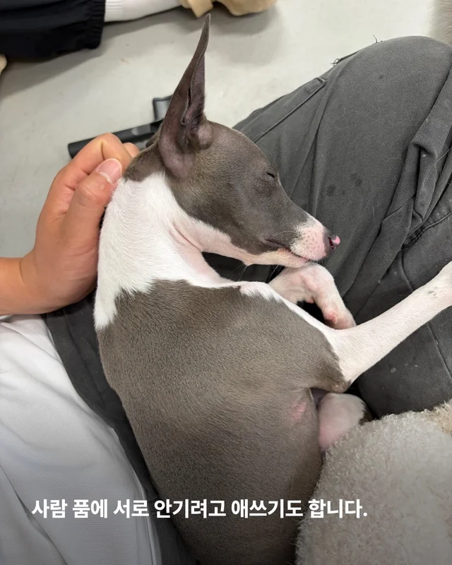 21마리를 구조했지만.. 현장 사진