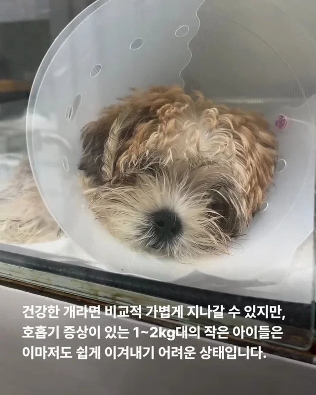 21마리를 구조했지만.. 현장 사진