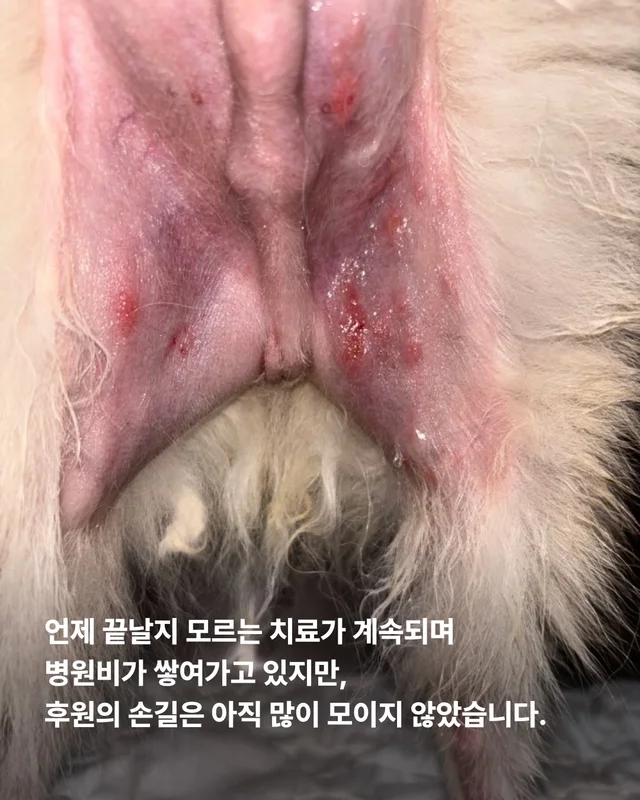 21마리를 구조했지만.. 현장 사진