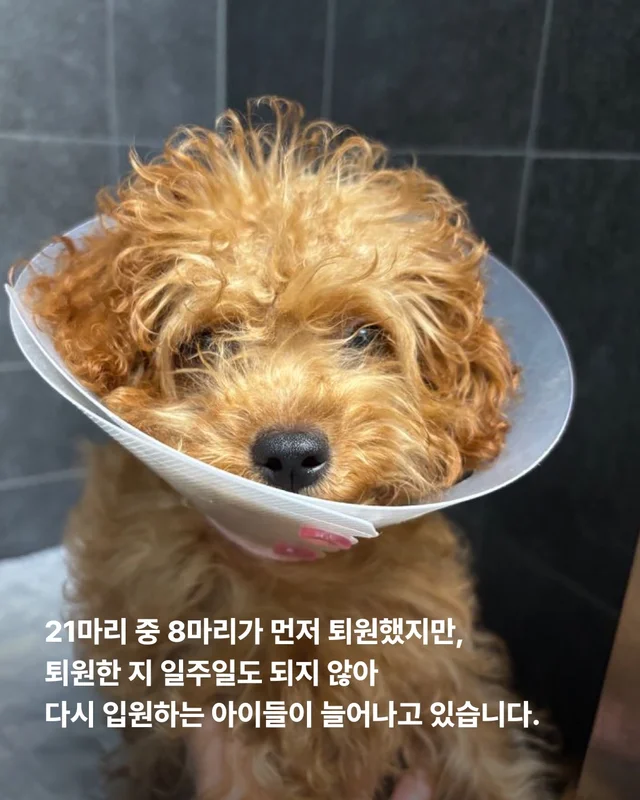 21마리를 구조했지만.. 현장 사진