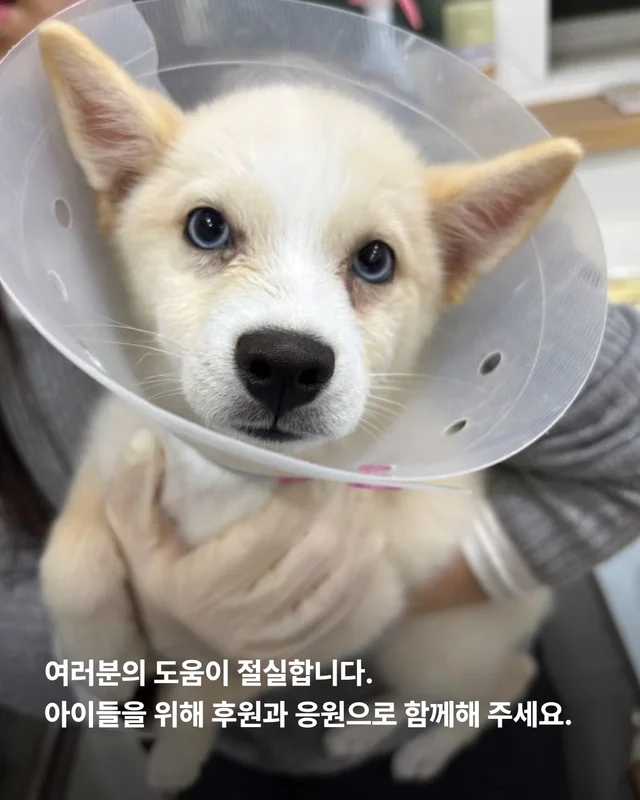 21마리를 구조했지만.. 현장 사진