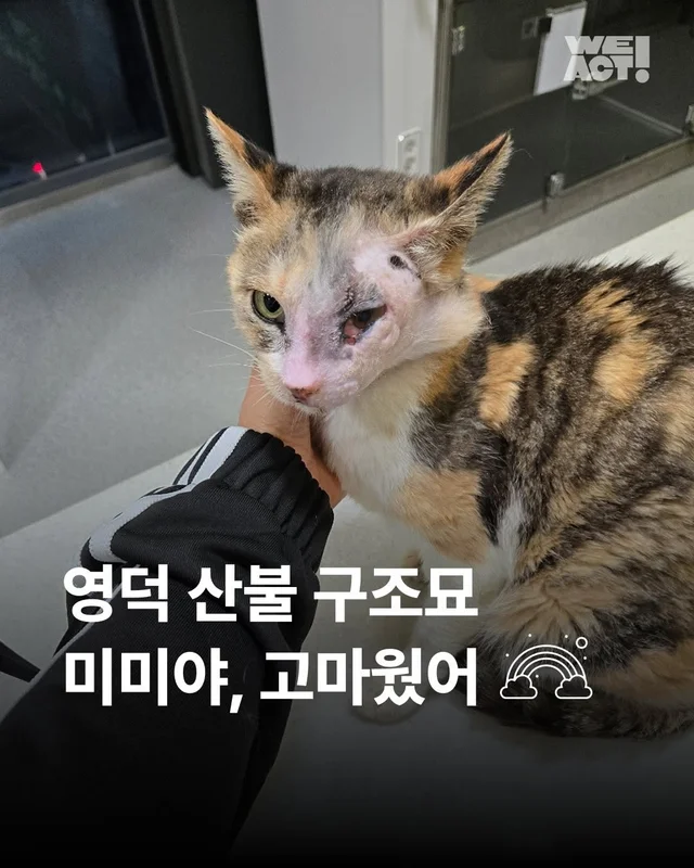 영덕의 기적, 미미가 소풍을 끝내고 별이 되었습니다... 현장 사진