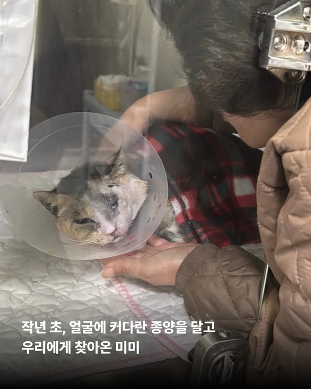 영덕의 기적, 미미가 소풍을 끝내고 별이 되었습니다... 현장 사진