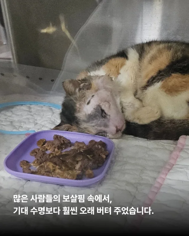 영덕의 기적, 미미가 소풍을 끝내고 별이 되었습니다... 현장 사진