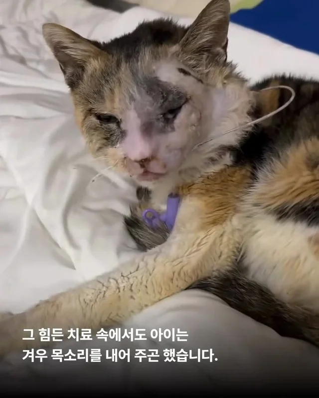 영덕의 기적, 미미가 소풍을 끝내고 별이 되었습니다... 현장 사진
