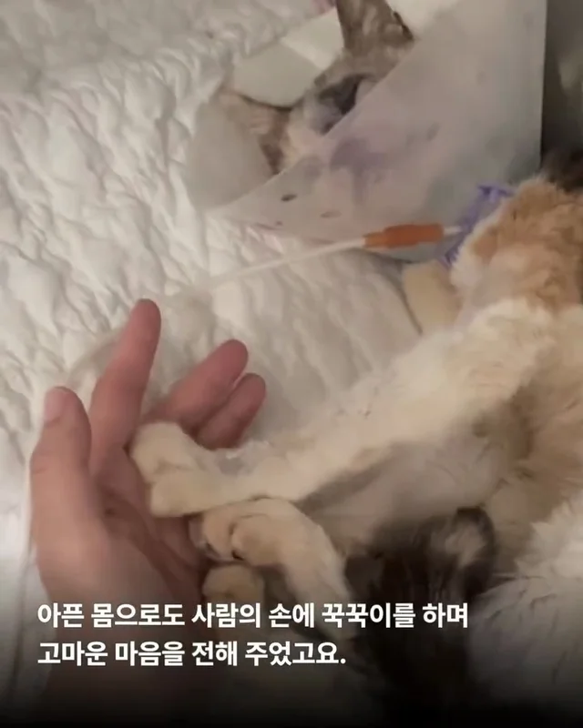 영덕의 기적, 미미가 소풍을 끝내고 별이 되었습니다... 현장 사진