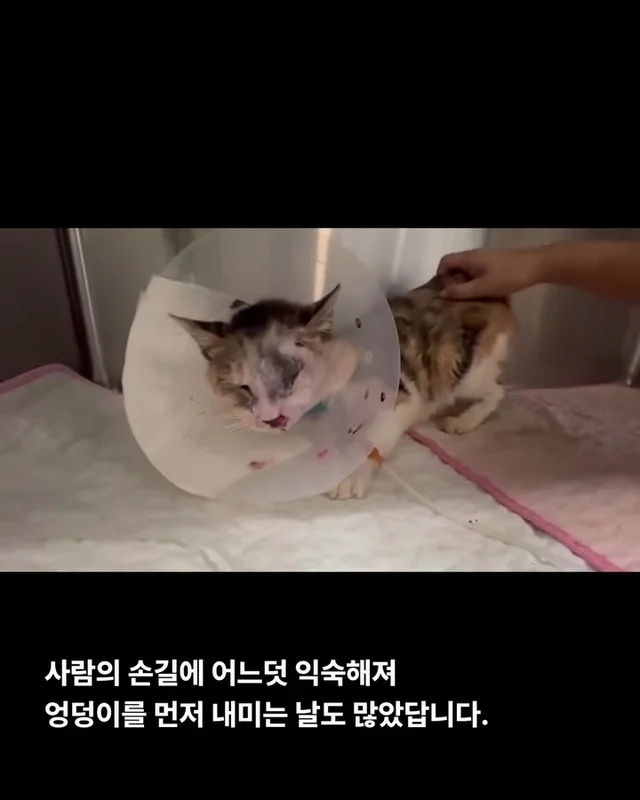 영덕의 기적, 미미가 소풍을 끝내고 별이 되었습니다... 현장 사진