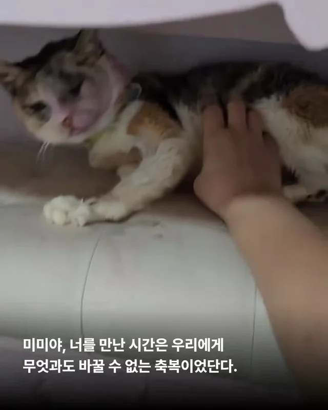 영덕의 기적, 미미가 소풍을 끝내고 별이 되었습니다... 현장 사진