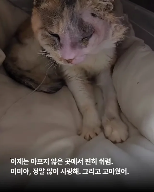 영덕의 기적, 미미가 소풍을 끝내고 별이 되었습니다... 현장 사진