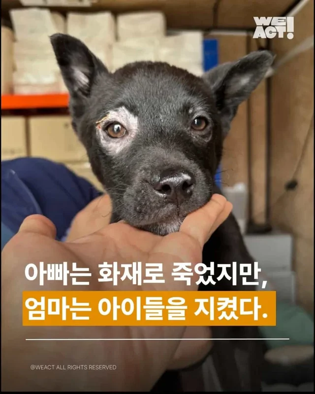 아빠는 떠났지만... 엄마는 아이들을 지켜냈습니다. 현장 사진