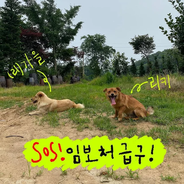 강화도피부병방치학대 현장 사진