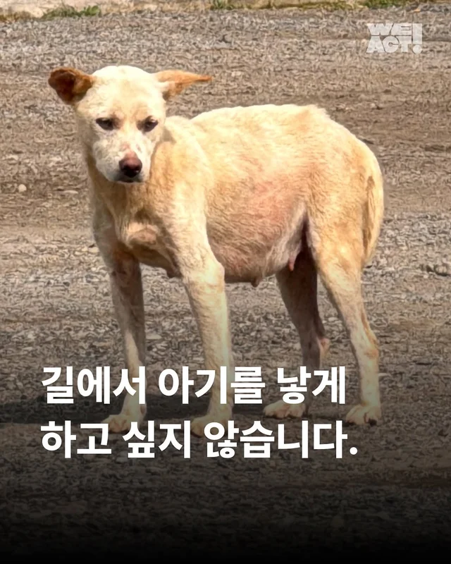 화성유기방치학대 현장 사진
