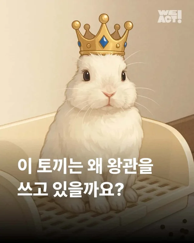 왕관같은 귀를 가진 토끼 이야기 현장 사진