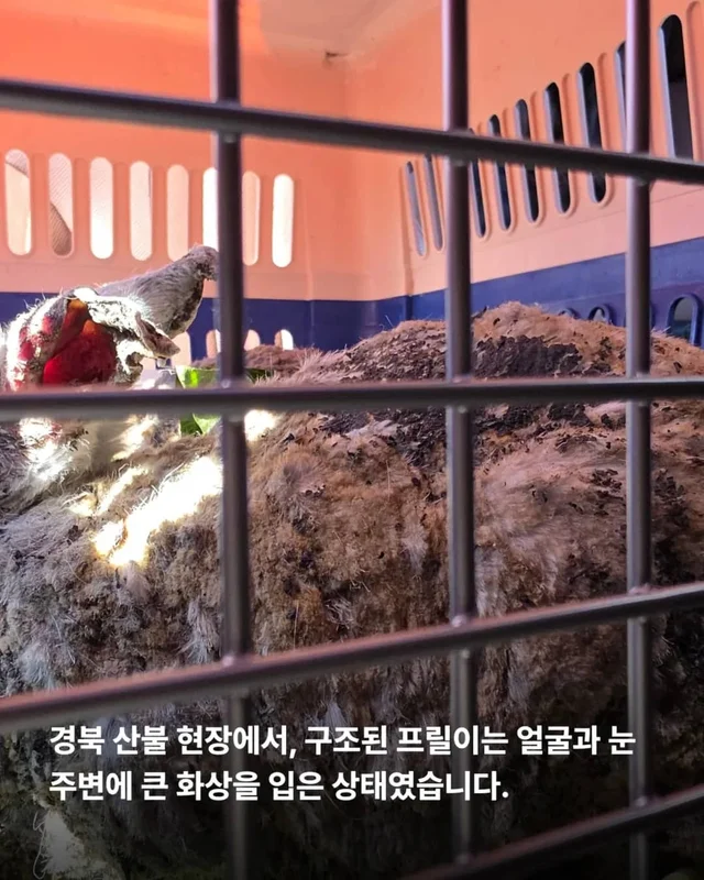 왕관같은 귀를 가진 토끼 이야기 현장 사진