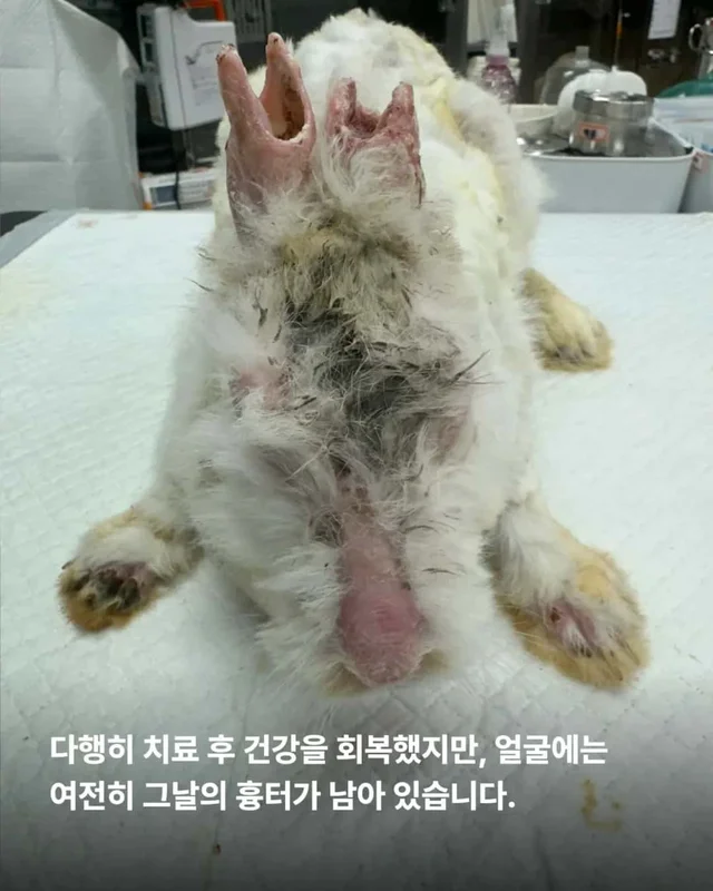왕관같은 귀를 가진 토끼 이야기 현장 사진