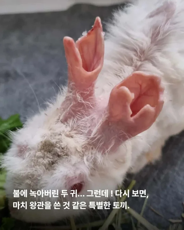 왕관같은 귀를 가진 토끼 이야기 현장 사진