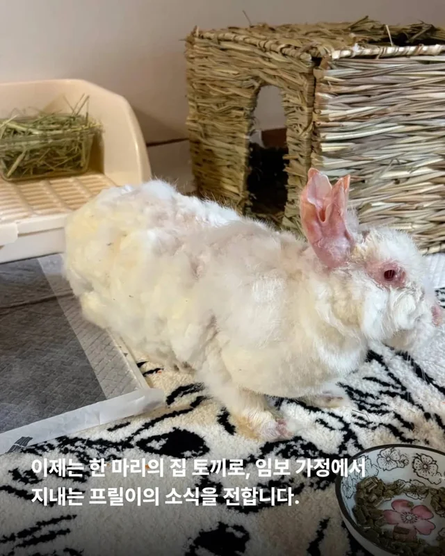 왕관같은 귀를 가진 토끼 이야기 현장 사진
