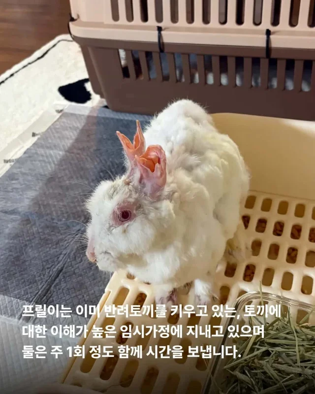 왕관같은 귀를 가진 토끼 이야기 현장 사진