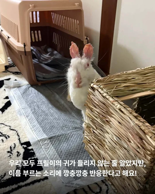 왕관같은 귀를 가진 토끼 이야기 현장 사진