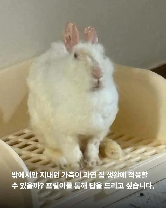 왕관같은 귀를 가진 토끼 이야기 현장 사진