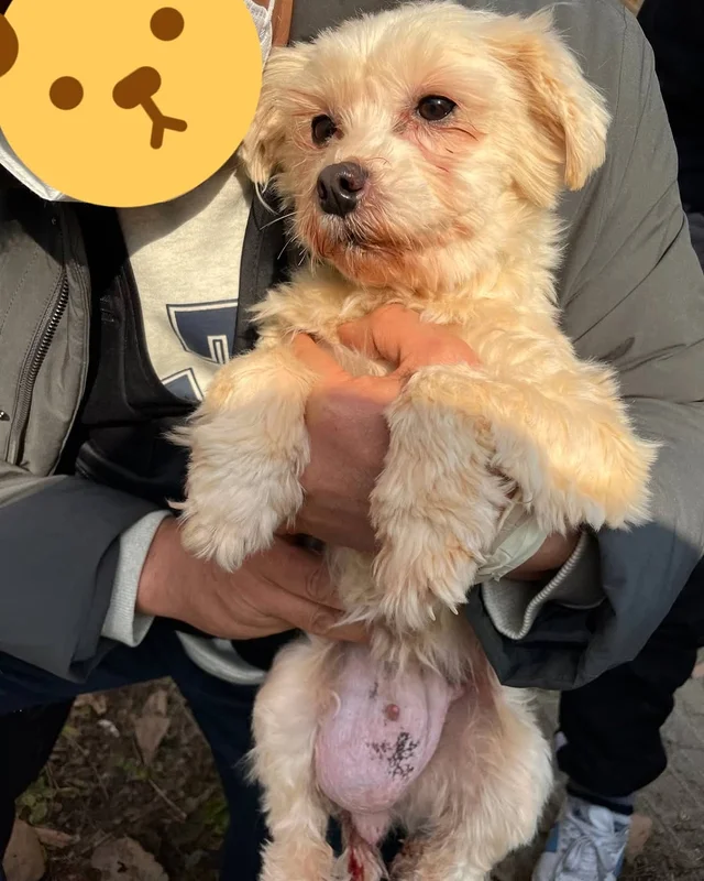 일패불법번식장 현장 사진