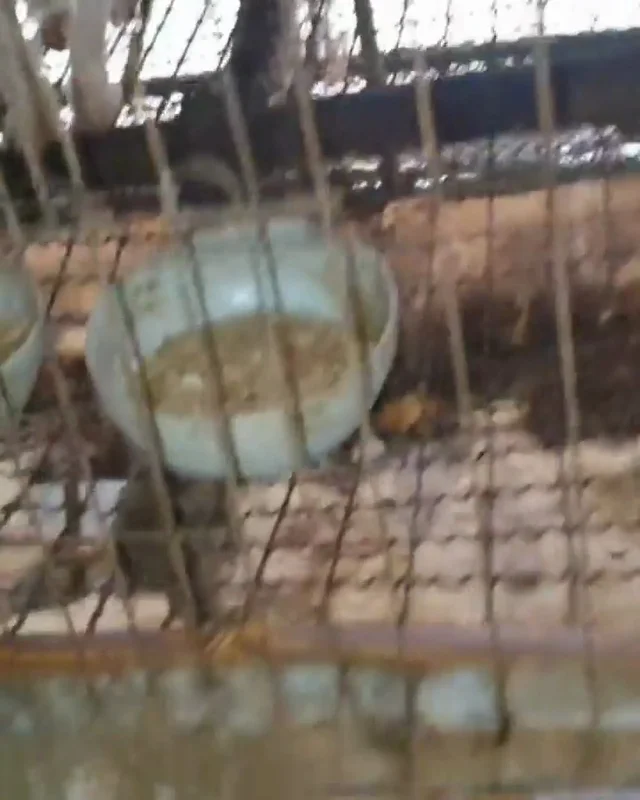 일패불법번식장 현장 사진