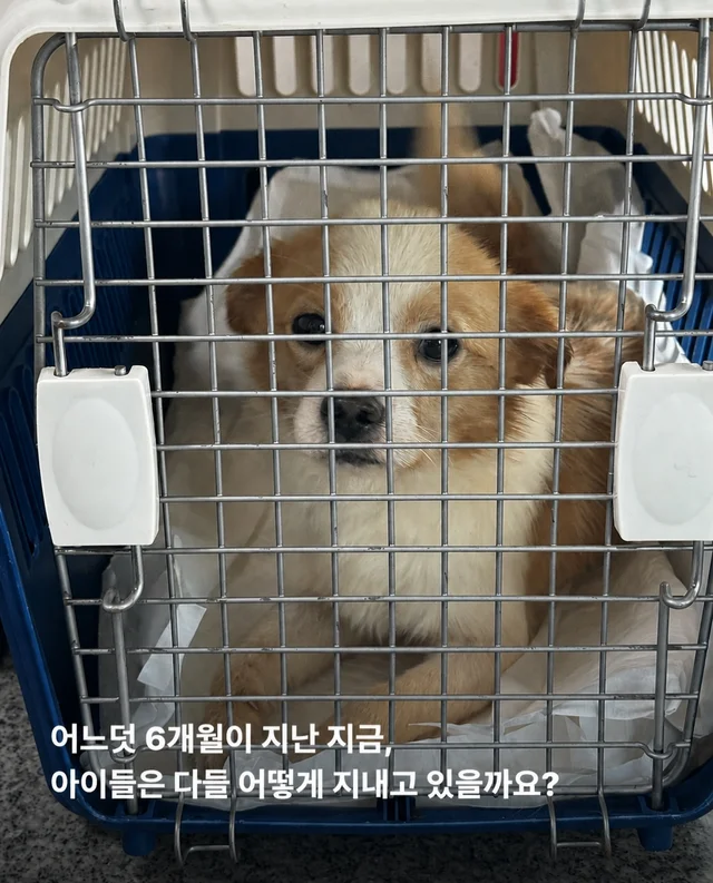 논산시보 구조 6개월 뒤 현장 사진