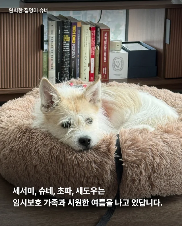 논산시보 구조 6개월 뒤 현장 사진