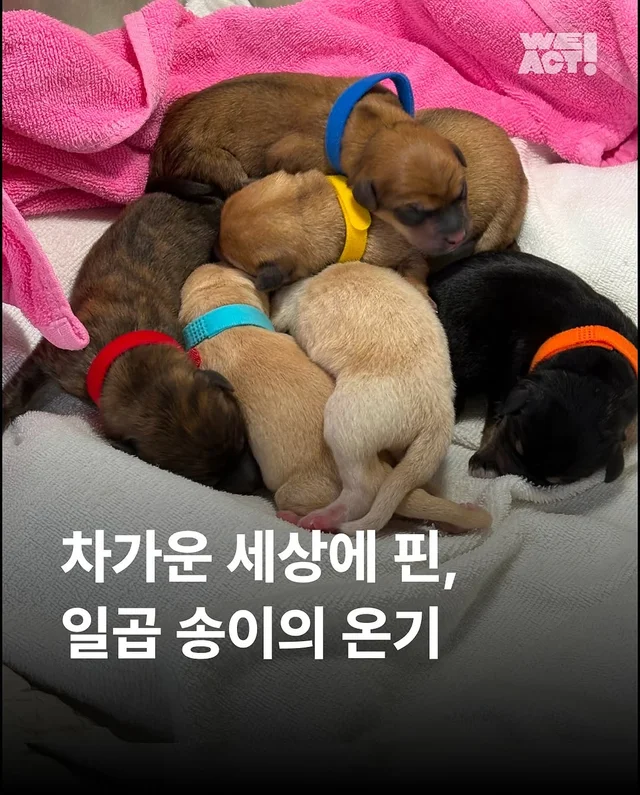 차가운 세상에 핀, 일곱 송이의 온기(화성시보호소-위.. 현장 사진