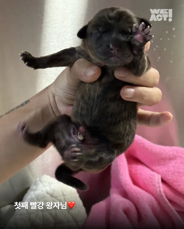 차가운 세상에 핀, 일곱 송이의 온기(화성시보호소-위.. 현장 사진