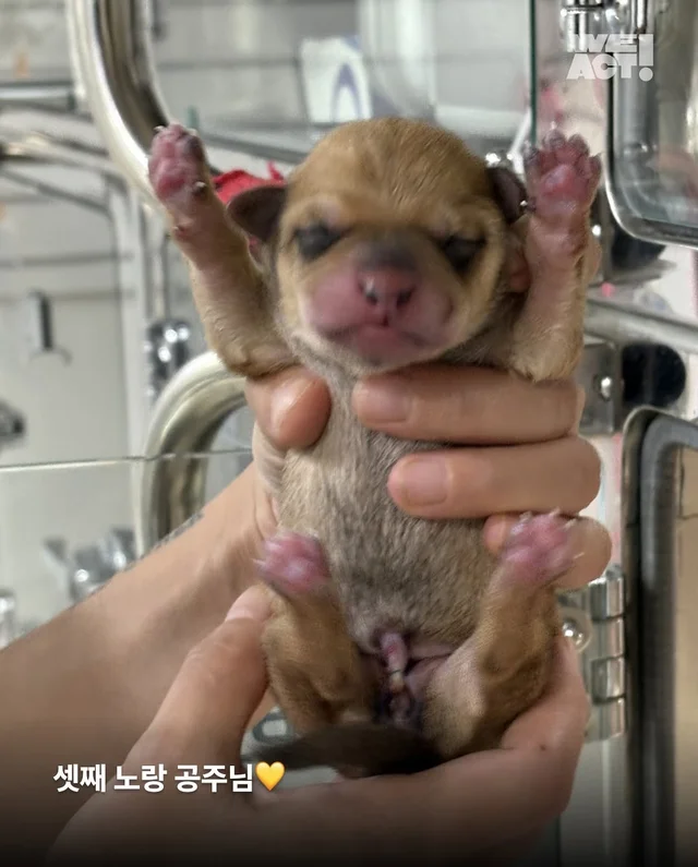 차가운 세상에 핀, 일곱 송이의 온기(화성시보호소-위.. 현장 사진